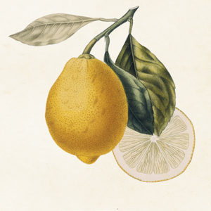 Poster - 18x24 cm / Citron